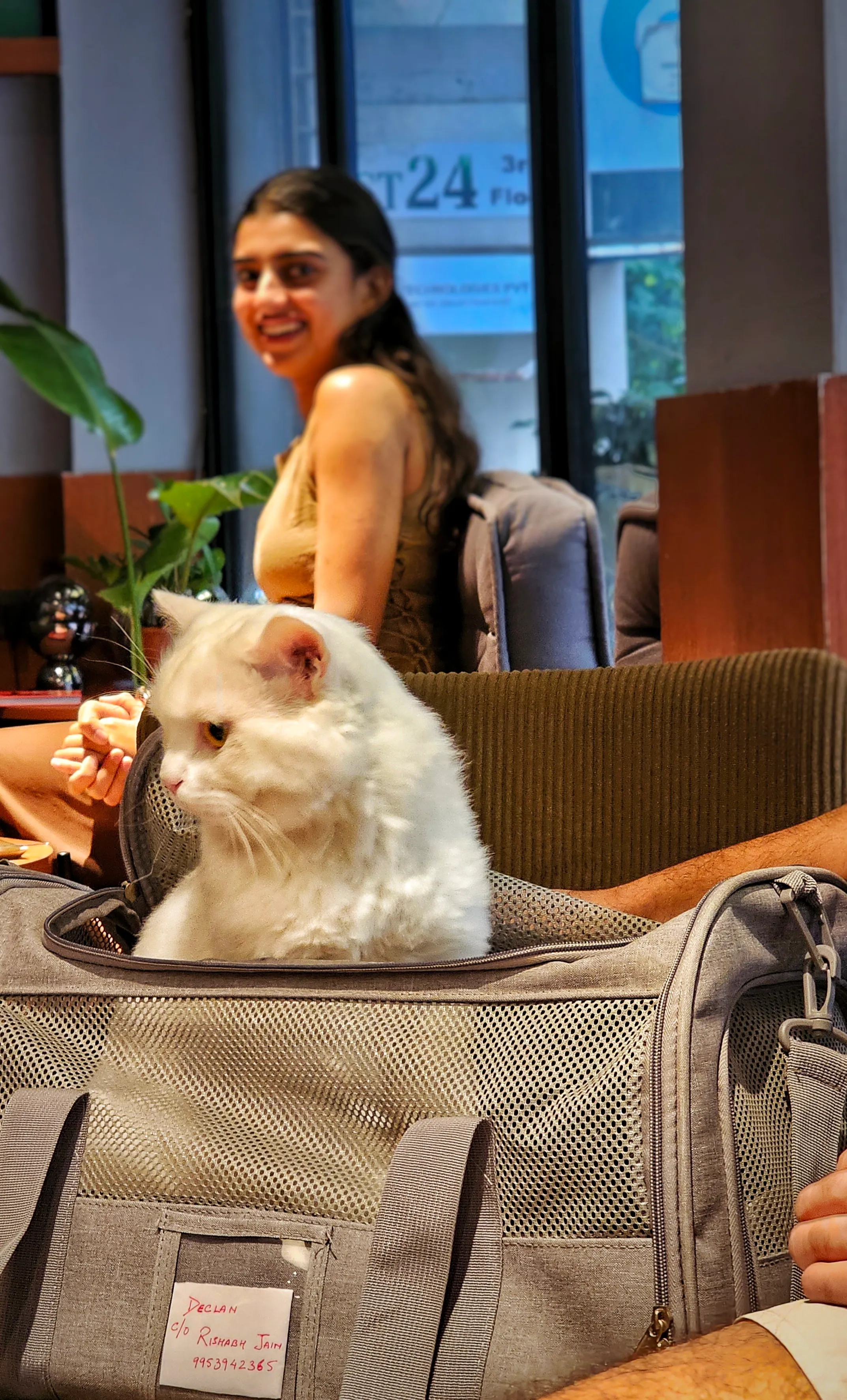 The resident white cat at Juno Coffee Club