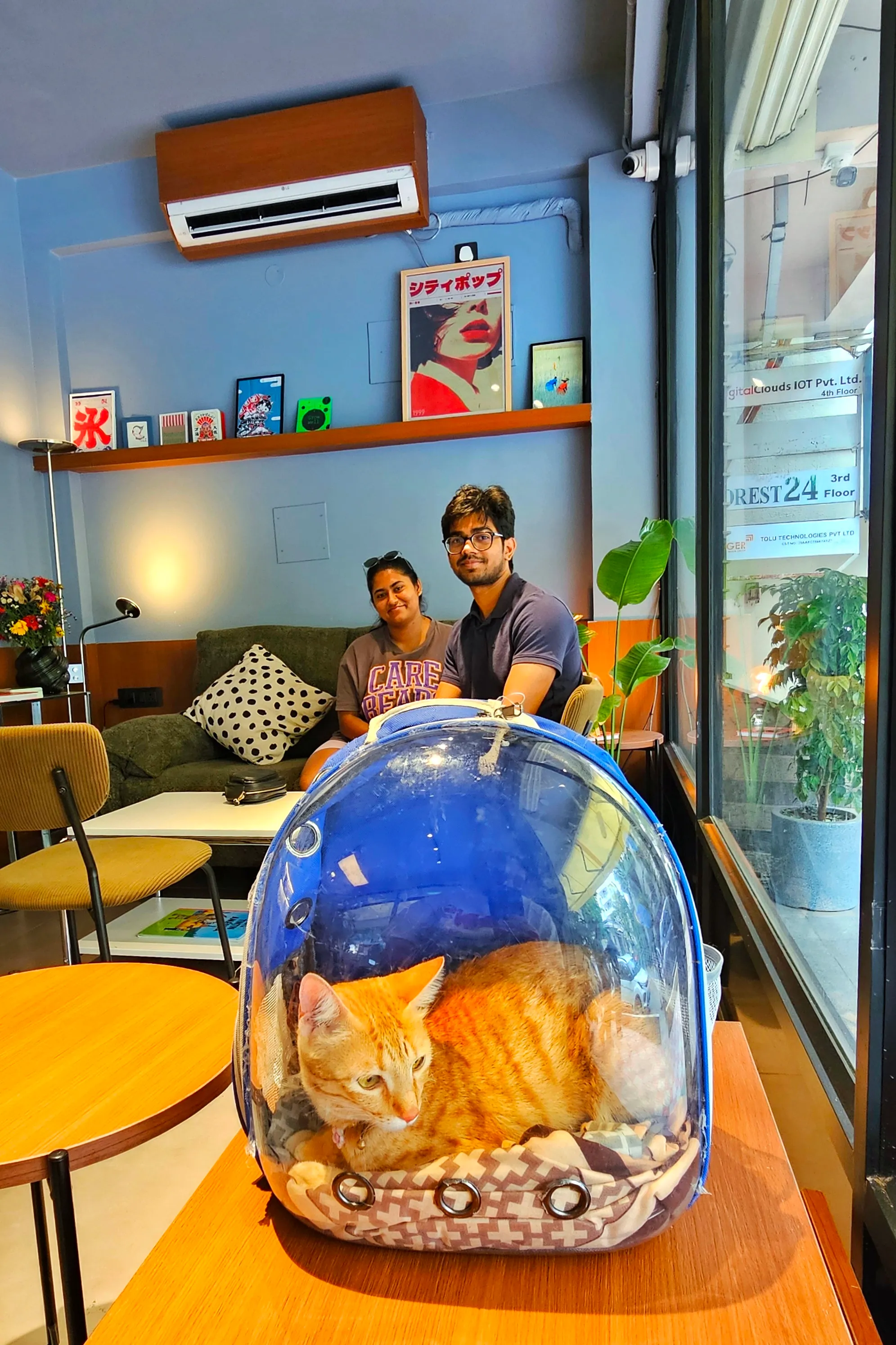 The resident cat relaxing at Juno Coffee Club